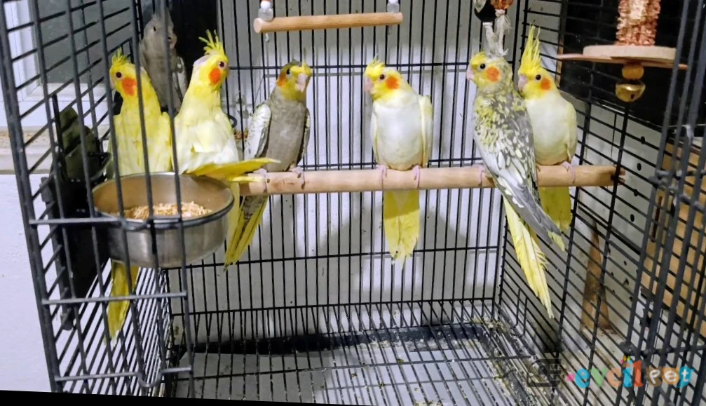 Yeni yeme düşen sultan papağanı yavrular