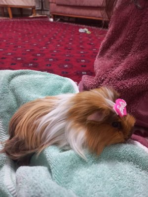 Yuva Aranıyor - ESENYURT / İSTANBUL