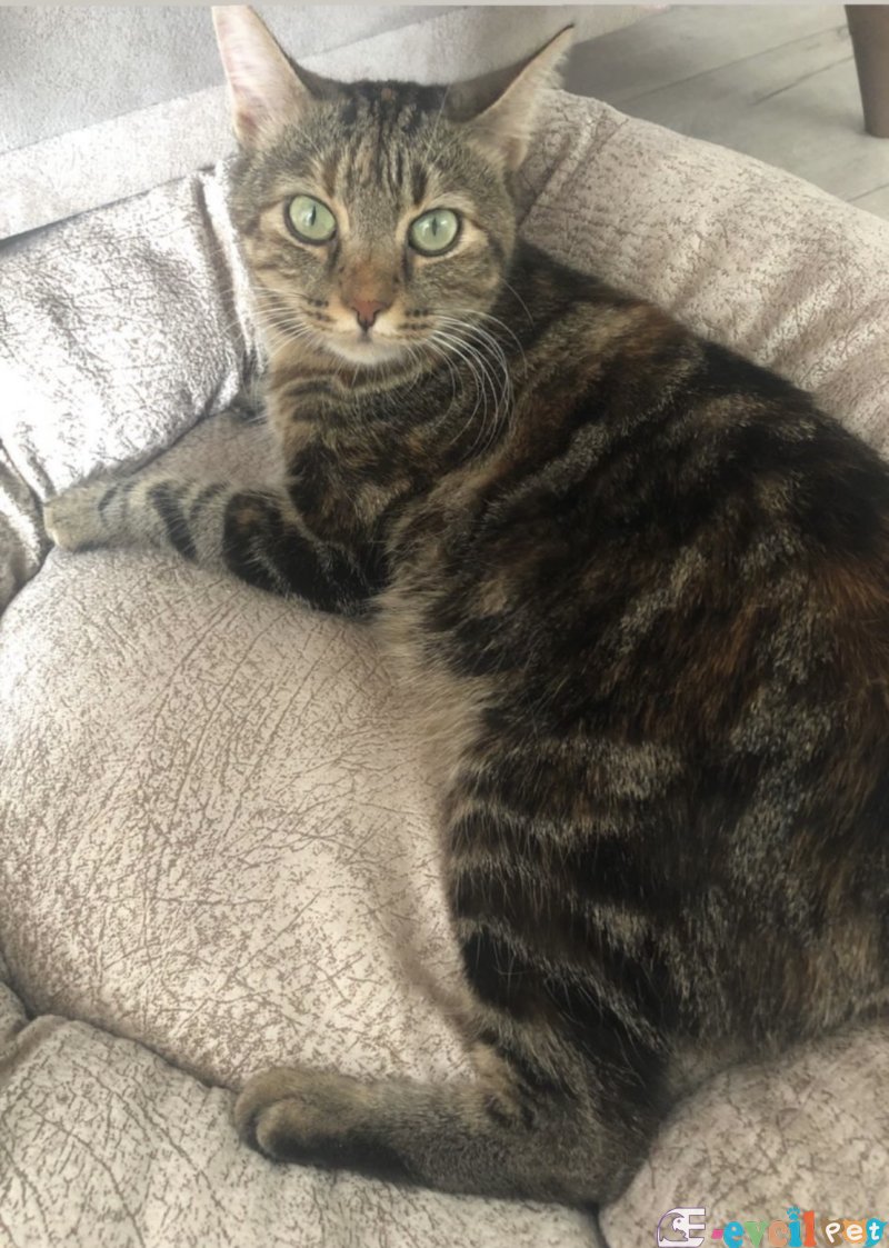 Kayıp kedi ödüllü - BEYLİKDÜZÜ / İSTANBUL