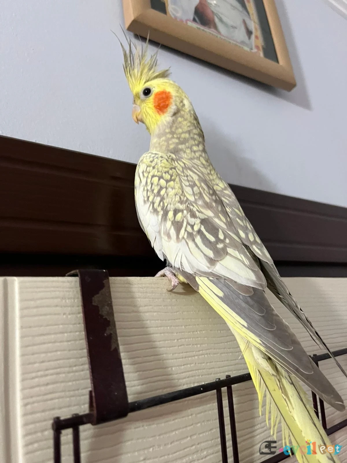 Sultan papağanı dişi ele gelir bilgi için telefon numası yazılı - KEPEZ / ANTALYA