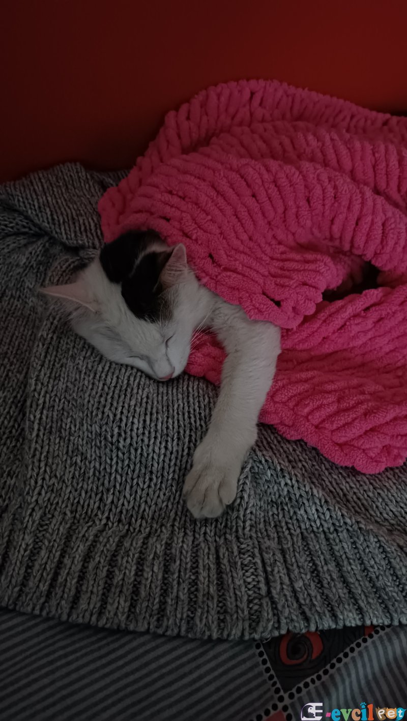 Çiftleştirme - TOROSLAR / MERSİN