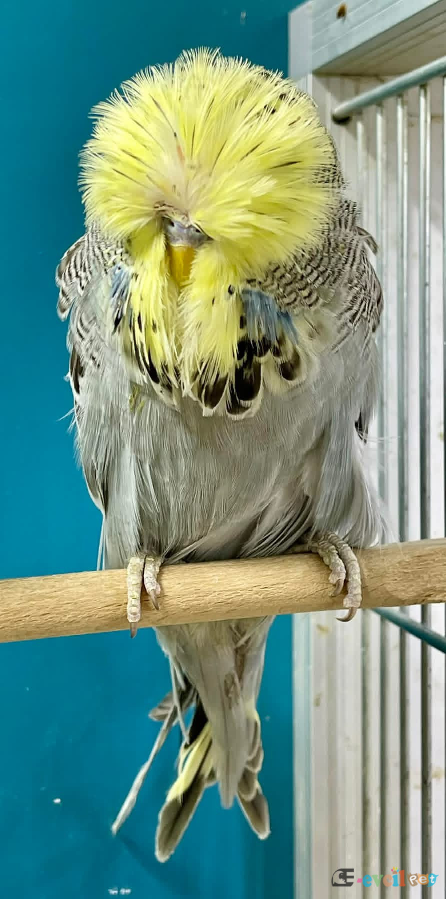 Vasıflı Genç Show kuşlar - GÜNGÖREN / İSTANBUL