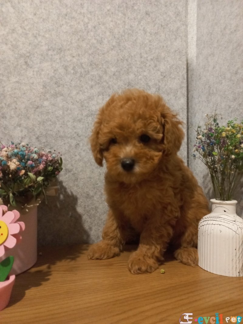 SAFKAN IRK GARANTILI POODLE BEBEKLER