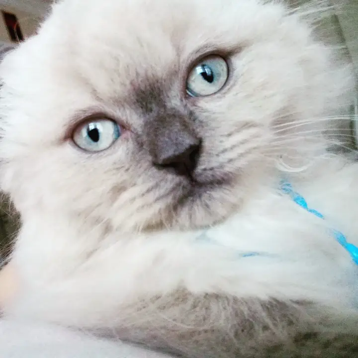 Oğluma dik kulak gri eş arıyorum - ÇERKEZKÖY / TEKİRDAĞ