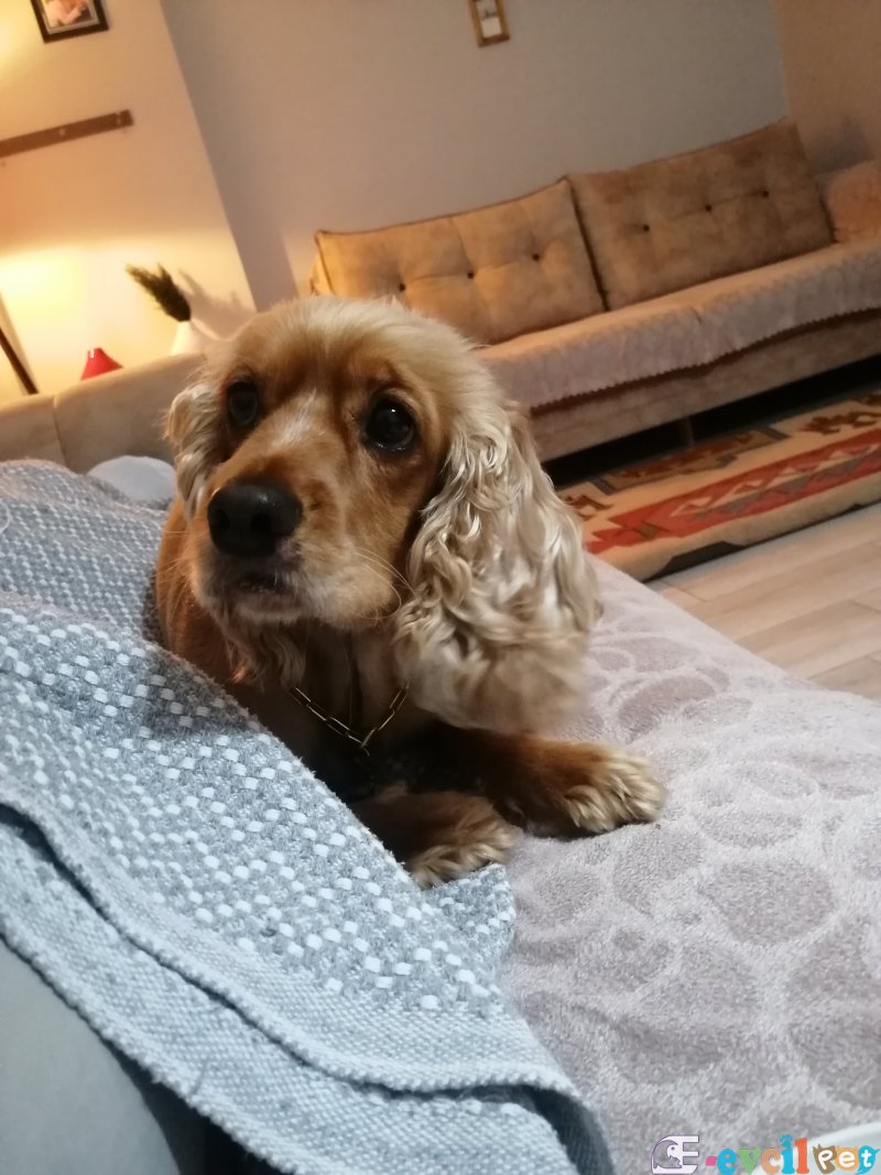 Prensesime eş arıyorum - KARTEPE / KOCAELİ