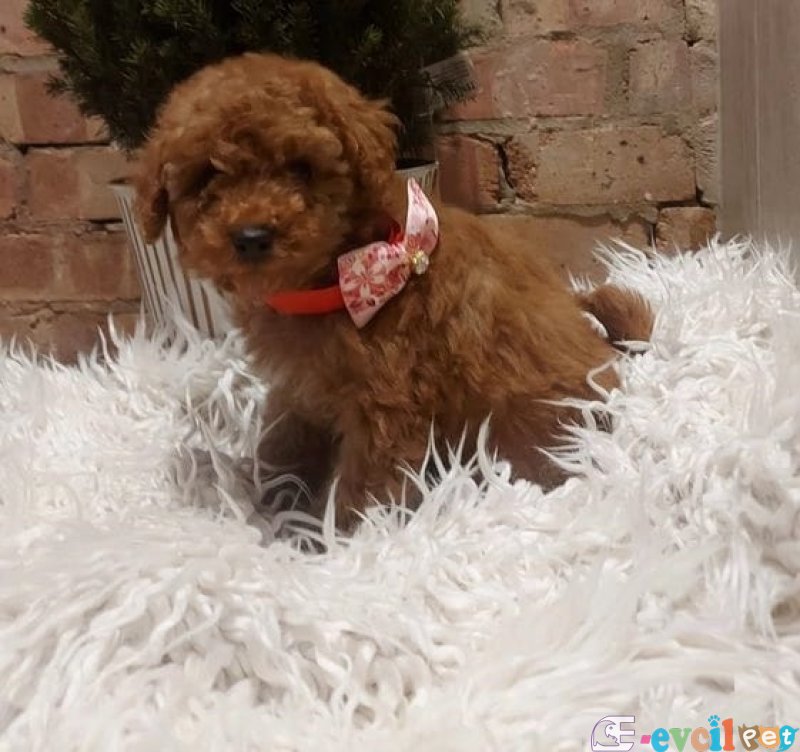 SEVIMLI BIRINCI KALITE POODLE YAVRULAR