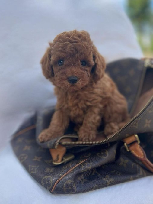 OYUNCAK BOY POODLE BEBEKLER