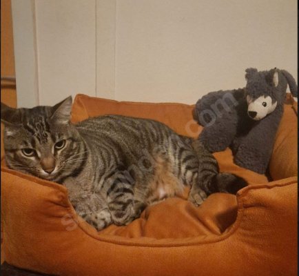 4 Yaşında Tekir Aşılı Kısır Bakımlı Kedi - KARESİ / BALIKESİR