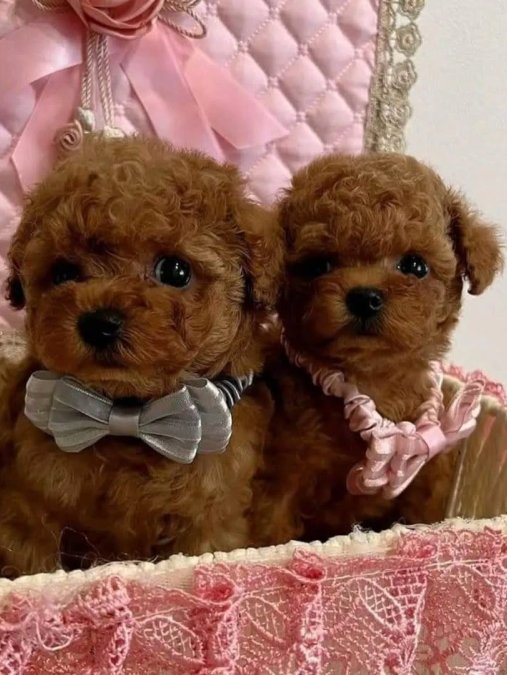 MİNİK GÜZELLER GÜZELİ POODLE BEBEKLERİM
