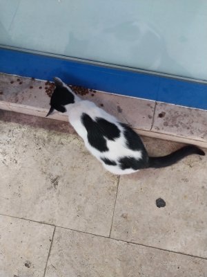 KEDİ SAHİPLENDİRİYORUM - MERKEZ / GİRESUN