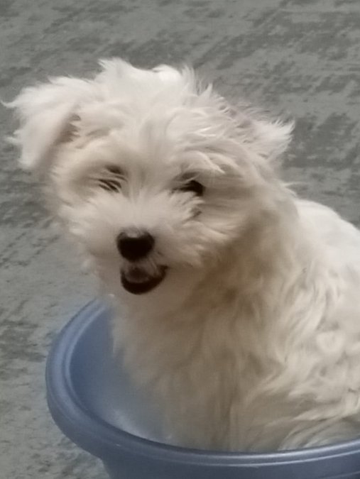 MALTESE TERRİER 4 ERKEK 2 DİŞİ YAVRULARI