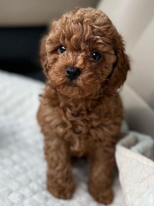 ERKEK DİŞİ POODLE BEBEKLER