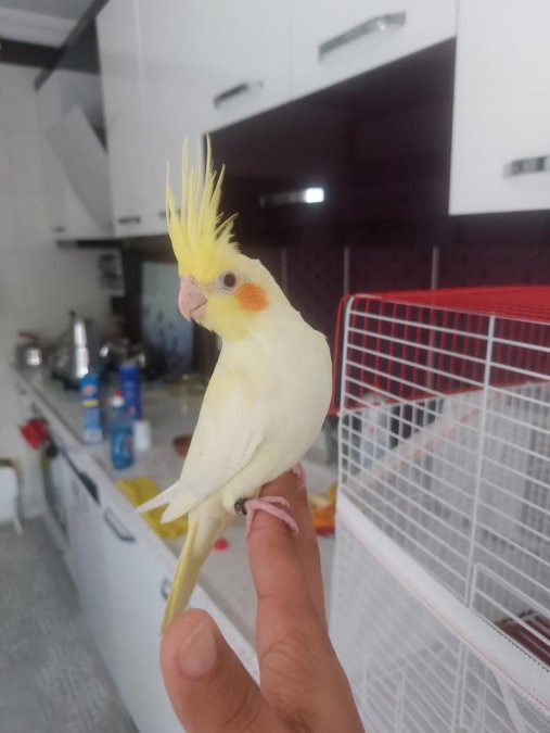 Erkek ele alışık 2024 bilezikli lutino sultan papağanı