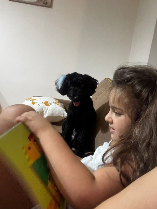 Toy Poodle Karam - MENEMEN / İZMİR