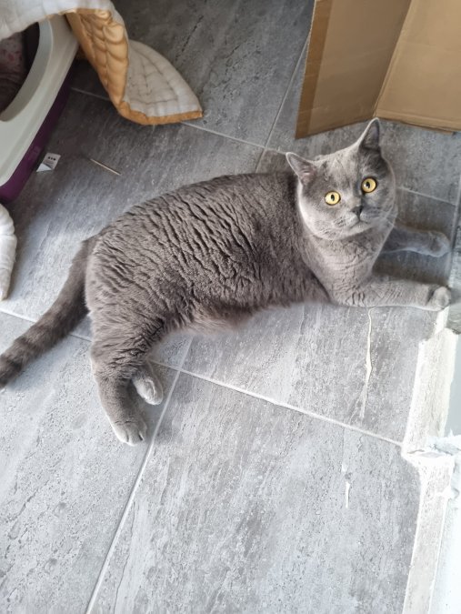 Sevgi dolu british - BALIKESİR