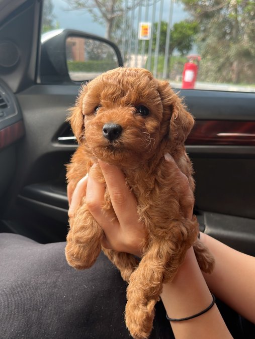 Oyuncu yavrularımız yeni sahiplerini arıyor