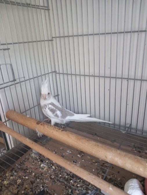 Yeni yeme düşen sultan papağanı yavrular