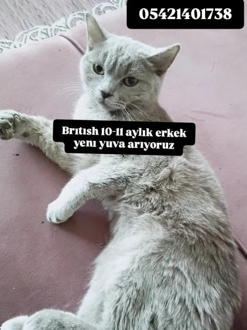 Brıtısh shorthaır - KARATAY / KONYA