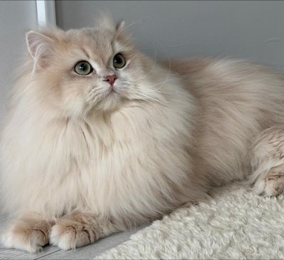 Şecereli Blue Golden Shaded (Ay12) Oğluma Eş Arıyoruz - OSMANGAZİ / BURSA