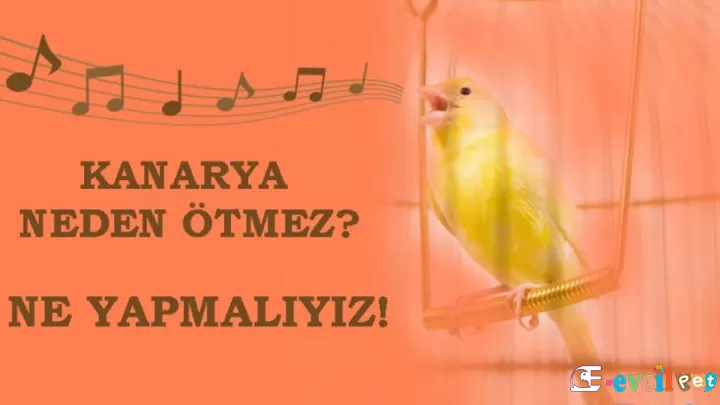 Kanarya Neden Ötmez?