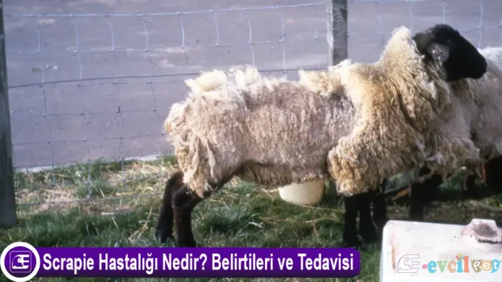 Koyunlarda Scrapie Hastalığı