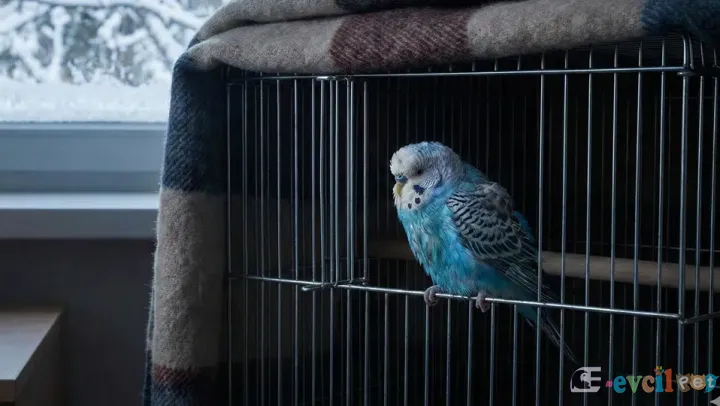 Muhabbet Kuşu Soğuğa Ne Kadar Dayanır?