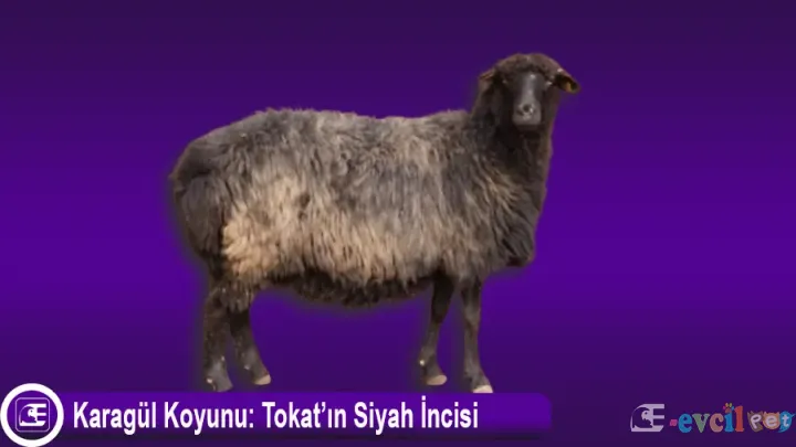 Karagül Koyunu