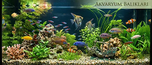 Akvaryum Balıkları
