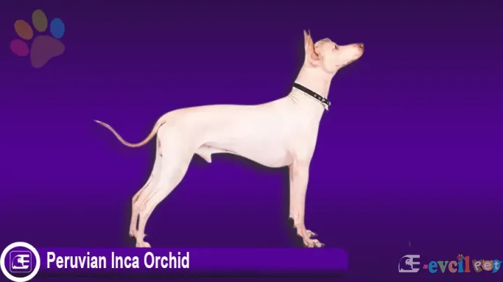 Peruvian Inca Orchid