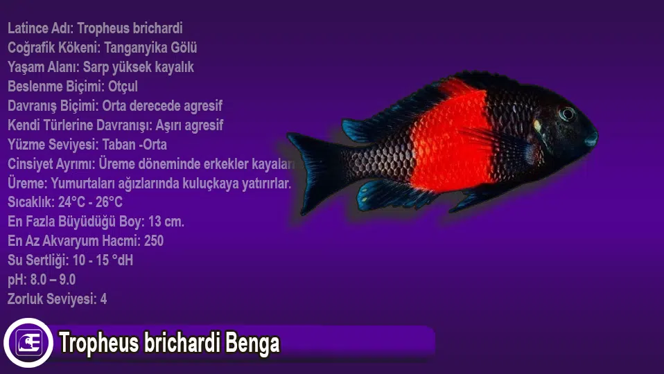 Tropheus brichardi Benga