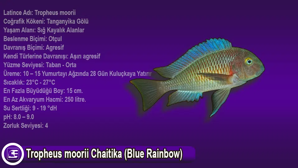 Tropheus moorii Chaitika (Blue Rainbow)