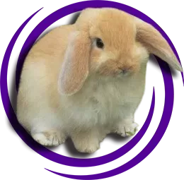 Amerikan Fuzzy Lop Tavşanı