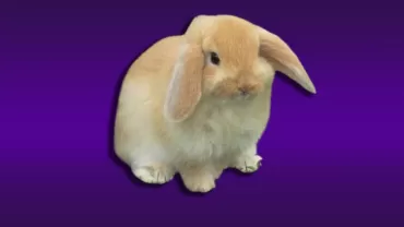 Amerikan Fuzzy Lop Tavşanı