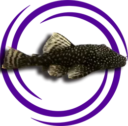 Cüce Vatoz & Boynuzlu Vatoz