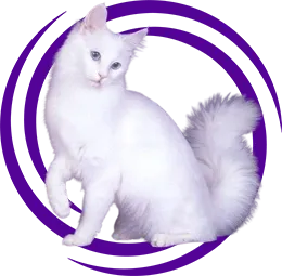 Ankara Kedisi (Angora Cat)