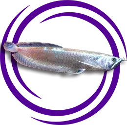 Arowana