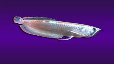Arowana