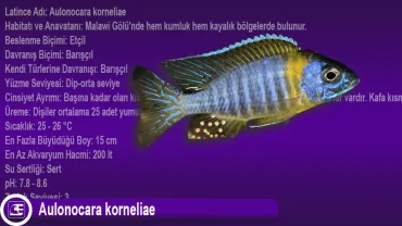 Aulonocara korneliae