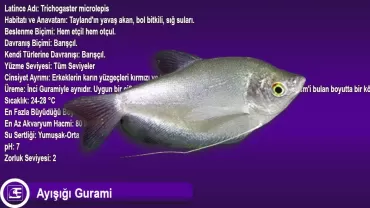 Ayışığı Gurami (Trichogaster microlepis)