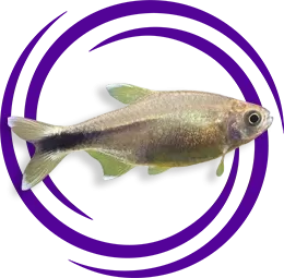 Hasemania nana (Bakır Tetra)