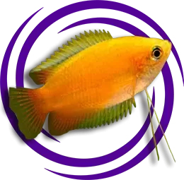 Bal Gurami (Trichogaster chuna )