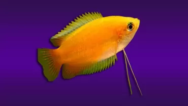 Bal Gurami (Trichogaster chuna )