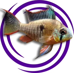 Bolivian Ram (Mikrogeophagus altispinosus)