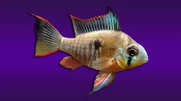 Bolivian Ram (Mikrogeophagus altispinosus)