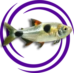 Bucktooth Tetra (Exodon paradoxus)