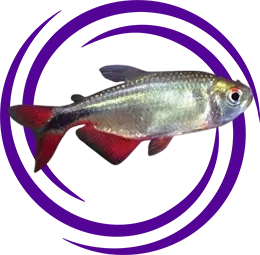 Buenos Aires Tetra (Hyphessobrycon anisitsi)