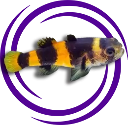 Bumblebee Goby (Brachygobius sp)