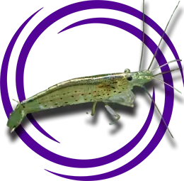 Caridina japonica (Çim Karidesi)