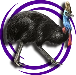 Cassowary (Casuarius)