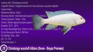 Chindongo socolofi Albino (Snow - Beyaz Prenses)
